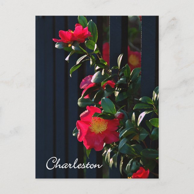 Postal Charleston Camelia Postcard (Anverso)