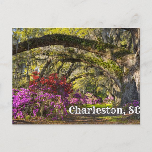 Postal Charleston, Jardín Botánico de la Primavera de Car (Anverso)