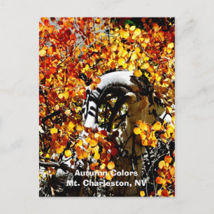 Postal Charleston, Las Vegas NV Curvado Aspen Postcard