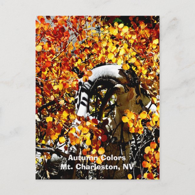 Postal Charleston, Las Vegas NV Curvado Aspen Postcard (Anverso)