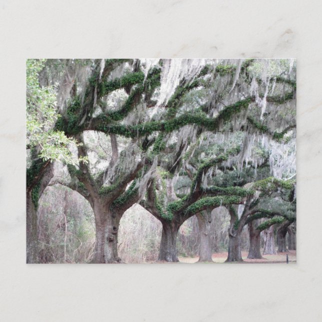 Postal Charleston Oaks (Anverso)