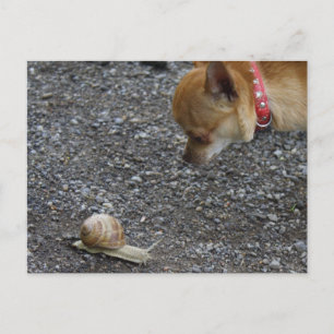 Postal Charlie Chihuahua