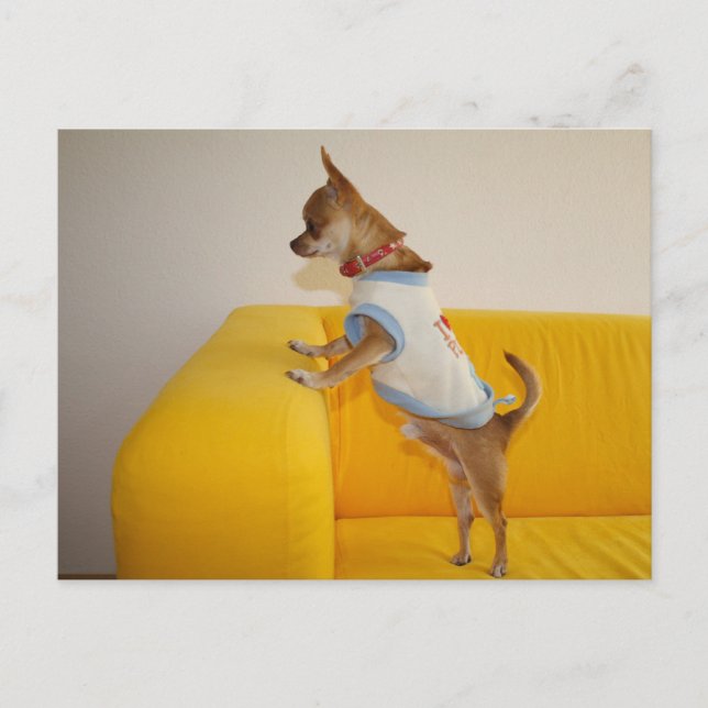 Postal Charlie Chihuahua (Anverso)