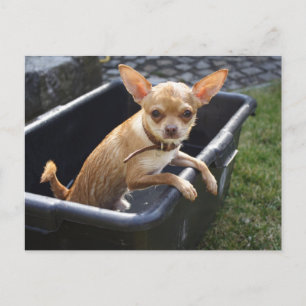 Postal Charlie Chihuahua