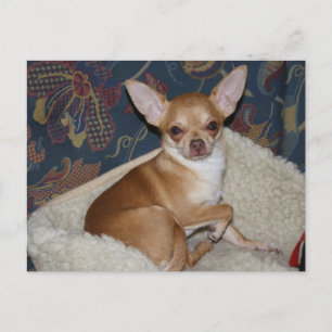 Postal Charlie Chihuahua