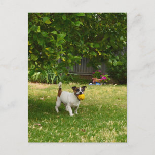 Postal Charlie El juego de bolas de Fox Terrier, Postcard