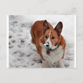 Postal Charlie Snow Snout