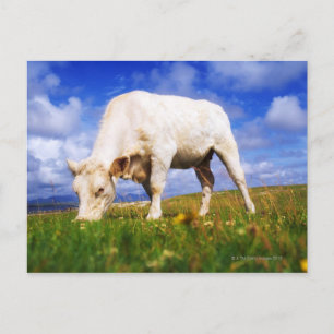 Postal Charolais Cow Grazing, Mannin Bay, Irlanda