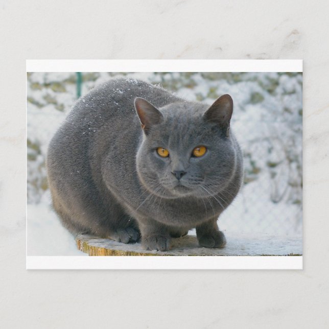 Postal Chartreu en la nieve (Anverso)