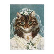 Chat de La Mariée