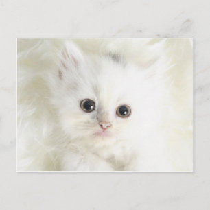 Postal Chat en blanco