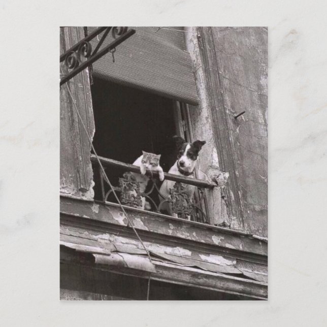Postal Chat et chien - Robert Doisneau (Anverso)
