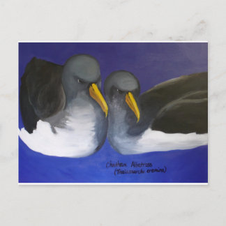 Postal Chatham Albatross (Thalassarche eremita)