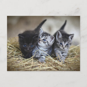 Postal Chatons