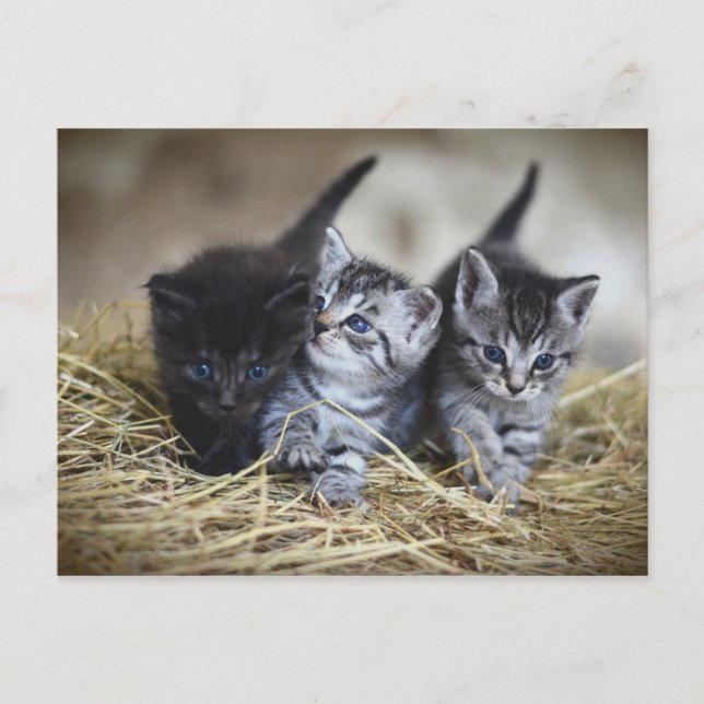 Postal Chatons (Anverso)