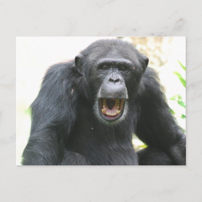 Postal Chatty Chimp Postcard (Anverso)