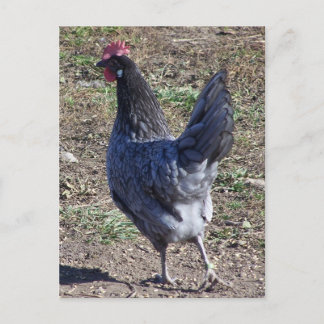 Postal Cheeky Blue Andalusian Hen
