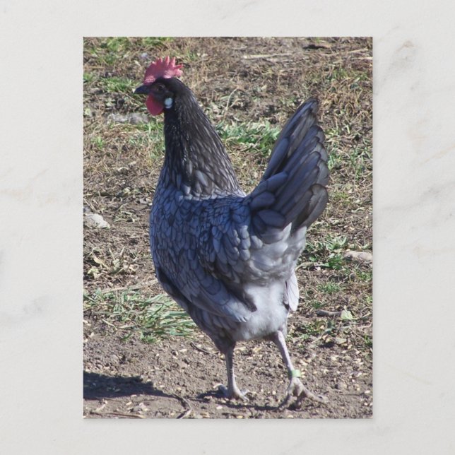 Postal Cheeky Blue Andalusian Hen (Anverso)