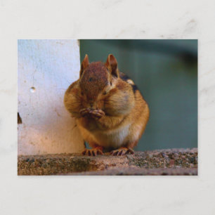 Postal Cheeky Chipmunk