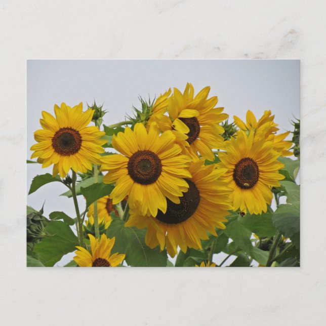 Postal Cheery Sunflower Group (Anverso)