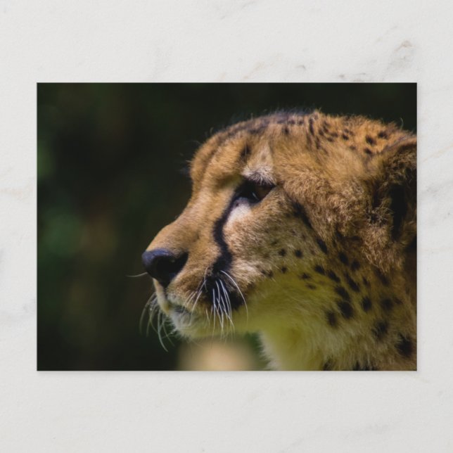 Postal cheesy cheetah (Anverso)