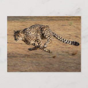 Postal Cheeta