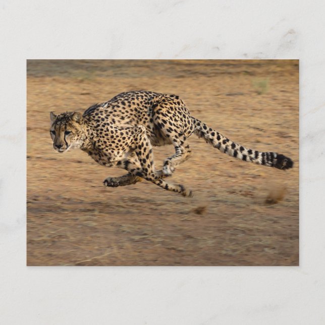 Postal Cheeta (Anverso)