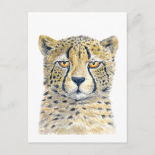 Postal Cheetah