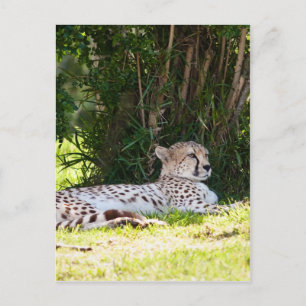 Postal Cheetah