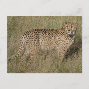 Postal Cheetah