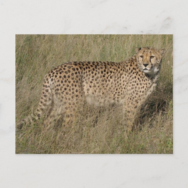 Postal Cheetah (Anverso)