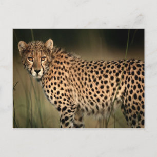 Postal Cheetah
