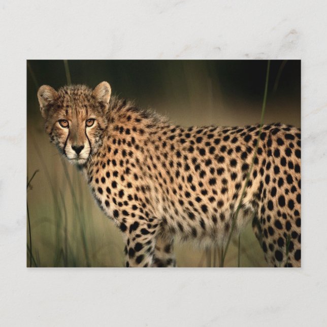 Postal Cheetah (Anverso)