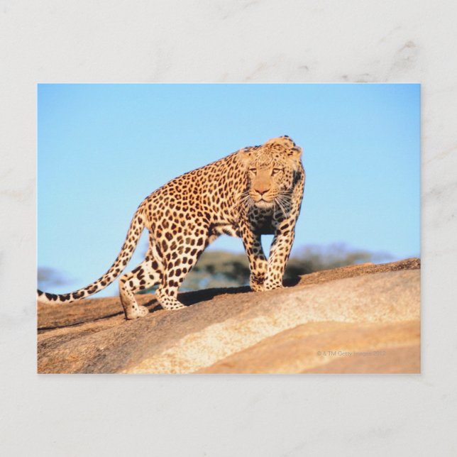 Postal Cheetah (Anverso)