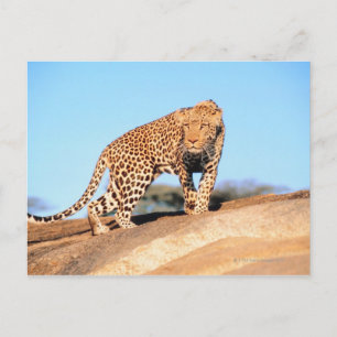 Postal Cheetah