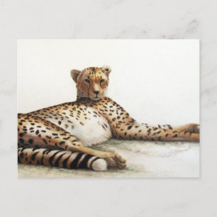 Postal Cheetah