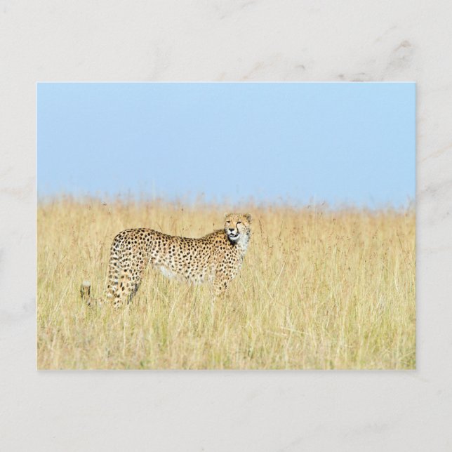 Postal Cheetah (Anverso)