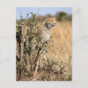 Postal Cheetah