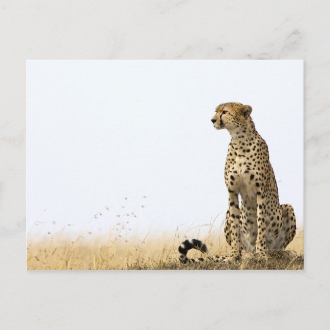 Postal Cheetah (Anverso)