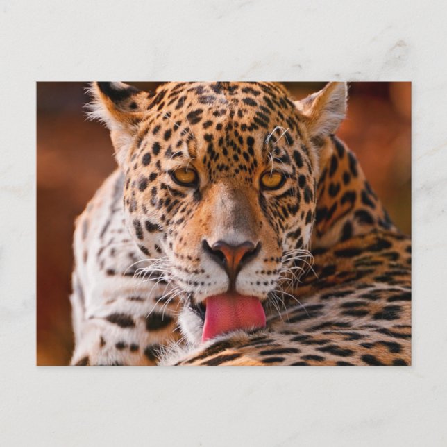 Postal Cheetah (Anverso)