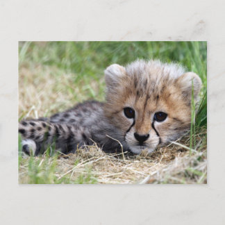 Postal Cheetah