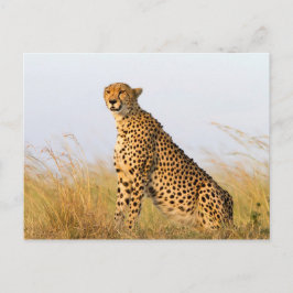 Postal Cheetah