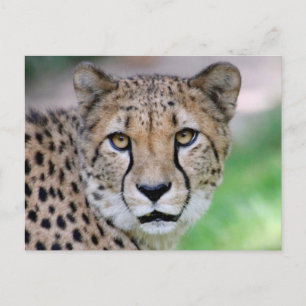 Postal Cheetah 009