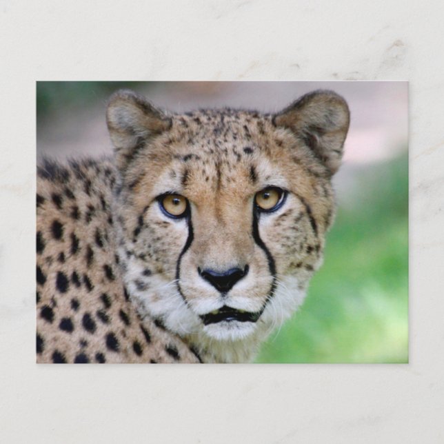 Postal Cheetah 009 (Anverso)