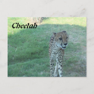 Postal Cheetah # 2