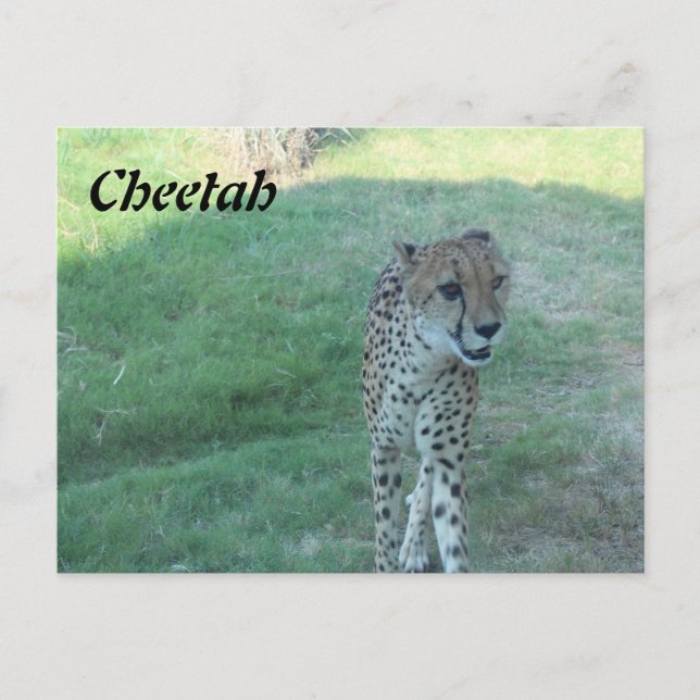 Postal Cheetah # 2 (Anverso)