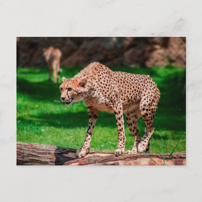 Postal Cheetah Acinonyx Jubatus (Anverso)