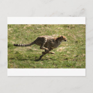 Postal Cheetah (Acinonyx jubatus) galope completo