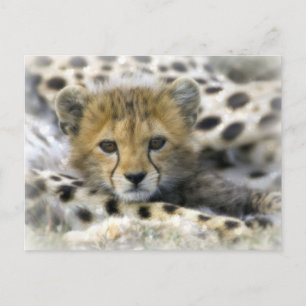 Postal Cheetah Cub