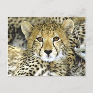 Postal Cheetah Cub 2